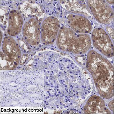 Anti-DDAH1 Antibody (R2W06)