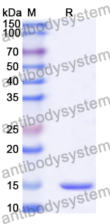 Anti-Human RECQL5 Nanobody (SAA1003)