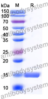 Anti-Human RECQL5 Nanobody (SAA1014)