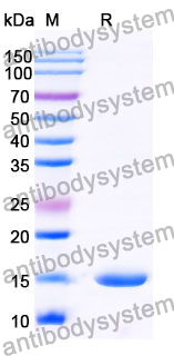 Anti-Human RECQL5 Nanobody (SAA1129)