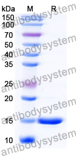 Anti-Human RECQL5 Nanobody (SAA1130)