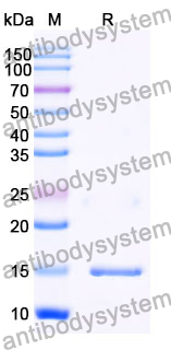 Anti-Human RECQL5 Nanobody (SAA1131)