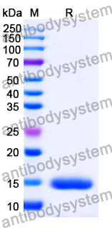 Anti-Human RECQL5 Nanobody (SAA1132)