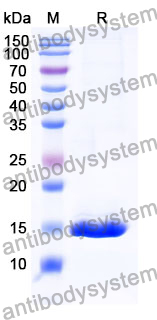 Anti-Human RECQL5 Nanobody (SAA1134)