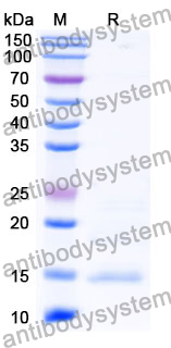 Anti-Human DKK1 Nanobody (SAA1268)