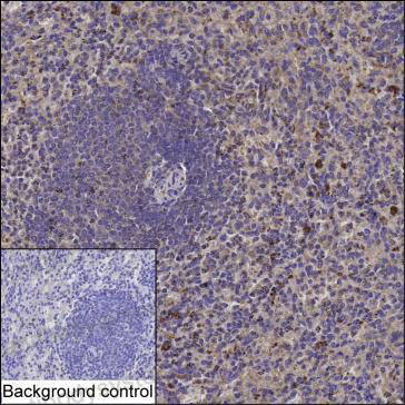 Anti-NFAT5 Antibody (R2W08)