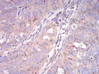Anti-SEC31A Antibody (R2W10)