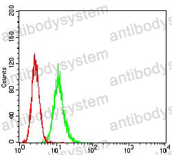 Anti-ATG7 Antibody (R2W26)