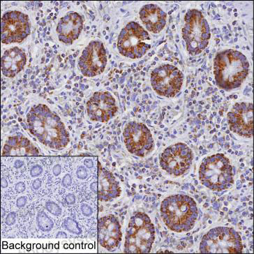 Anti-ETHE1 Antibody (R2W36)
