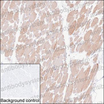 Anti-BAG3 Antibody (R2W43)