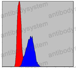 Anti-AIFM1/AIF Antibody (R2W44)