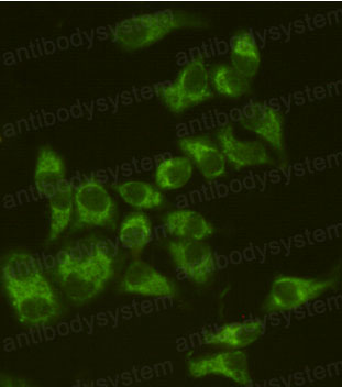 Anti-AIFM1/AIF Antibody (R2W45)