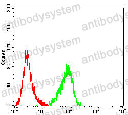 Anti-LY6G6D/MEGT1 Antibody (R2W47)