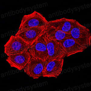 Anti-CBX7 Antibody (R2W48)
