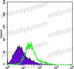 Anti-BCL10 Antibody (R2W56)