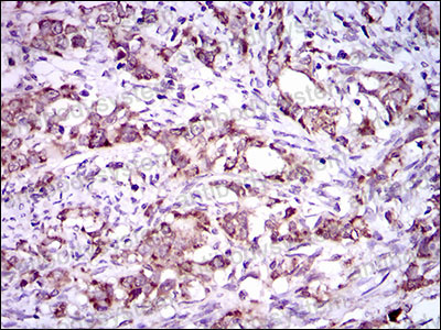 Anti-DNAL4 Antibody (R2W62)