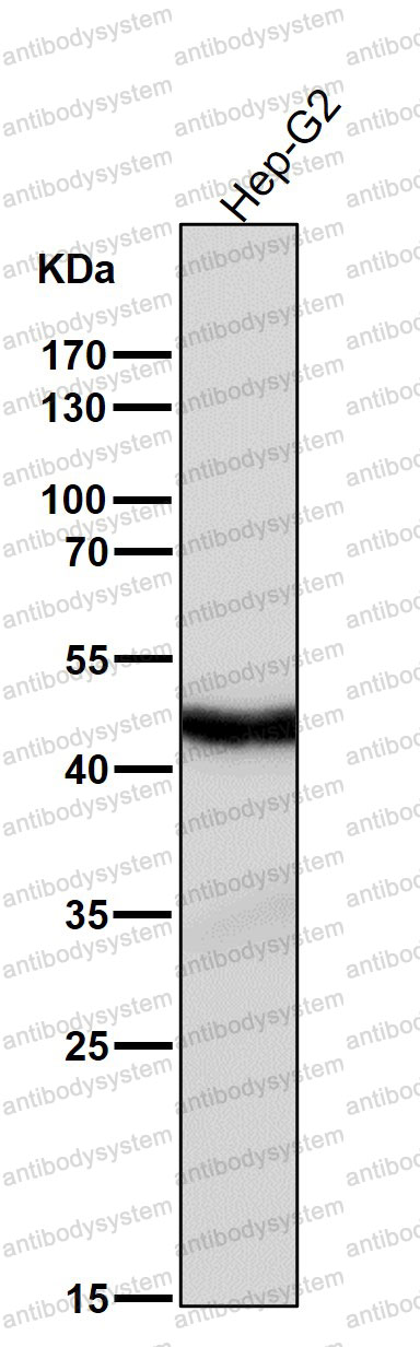 Anti-CCNE2 Antibody (R1C53)