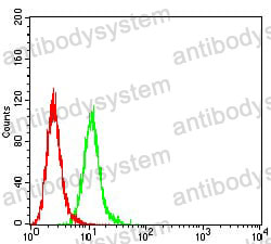 Anti-ALDH1A1 Antibody (R2W66)