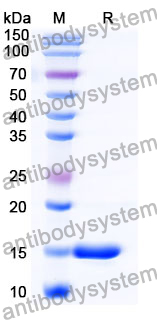 Anti-Human SOD1 Nanobody (SAA1203)