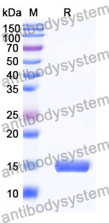 Anti-Human EGFR/ERBB1/HER1 Nanobody (SAA0792)