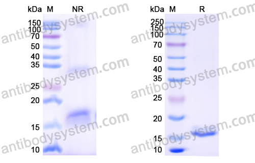 Anti-Human EGFR/ERBB1/HER1 Nanobody (SAA0906)