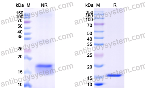 Anti-Human EGFR/ERBB1/HER1 Nanobody (SAA1038)