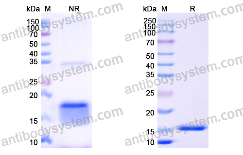 Anti-Human EGFR/ERBB1/HER1 Nanobody (SAA1207)