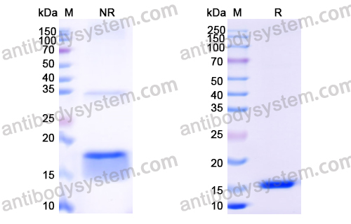 Anti-Human EGFR/ERBB1/HER1 Nanobody (SAA1292)