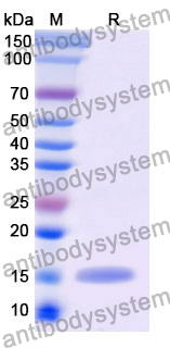 Anti-Human EGFR/ERBB1/HER1 Nanobody (9G8)