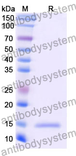 Anti-Human EGFR/ERBB1/HER1 Nanobody (7D12)