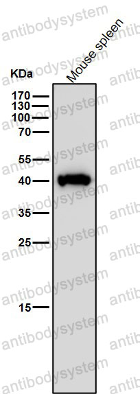 Anti-PGK1 Antibody (R1C40)