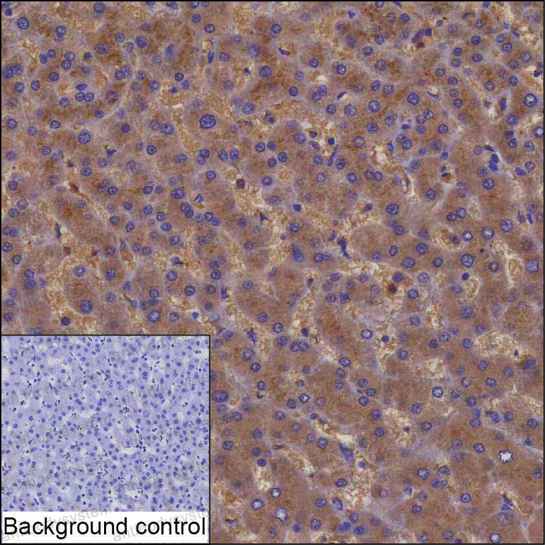Anti-F10/Factor X Antibody (R2W83)