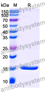 Anti-Human PLAU Nanobody (SAA1008)