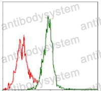 Anti-ASS1 Antibody (R2W88)