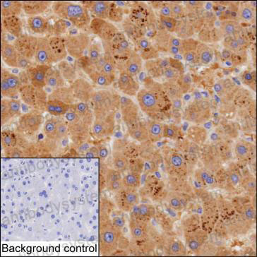 Anti-SERPINC1 Antibody (R2W92)