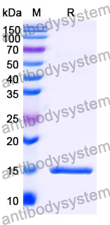 Anti-Human C3 Nanobody (SAA1166)