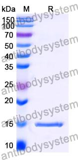 Anti-Human C3 Nanobody (SAA0973)