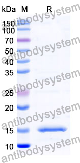 Anti-Human C3 Nanobody (SAA0981)