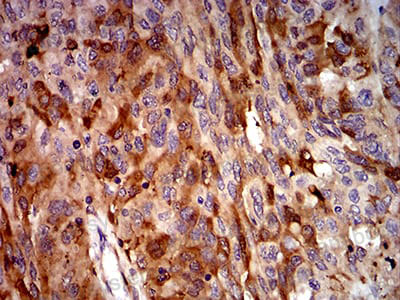 Anti-C3/Complement C3 Antibody (R2X01)