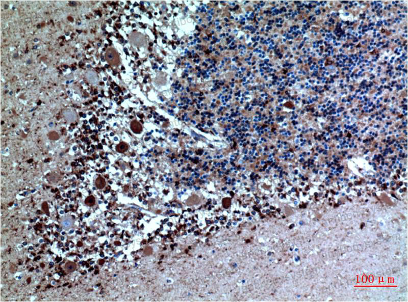 Anti-CST3 Antibody (R2X07)