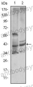 Anti-CST3 Antibody (R2X03)