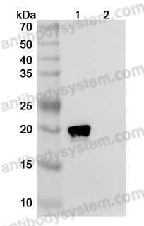 Anti-Human HRAS Antibody (Y13-259)