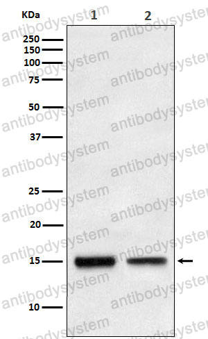 Anti-TGFA/TGF-alpha Antibody (R1H72)