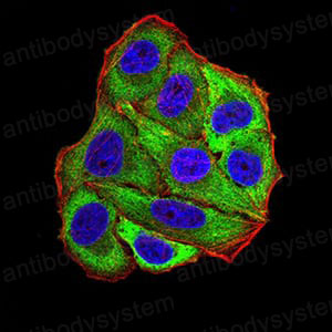 Anti-POMC Antibody (R2X23)
