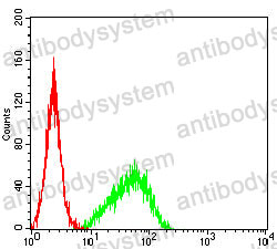 Anti-POMC/ACTH Antibody (R2X26)