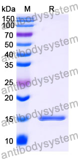 Anti-Human CGA Nanobody (SAA1210)