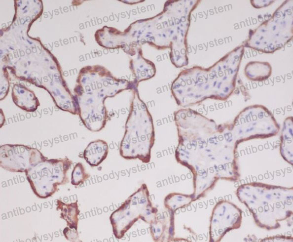 Anti-GH1 Antibody (R1H76)