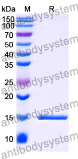 Anti-Human CALCA/Calcitonin Nanobody (SAA1243)