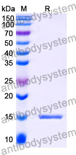 Anti-Human TG/Thyroglobulin Nanobody (SAA1339)