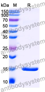 Anti-Human PTH Nanobody (SAA1261)